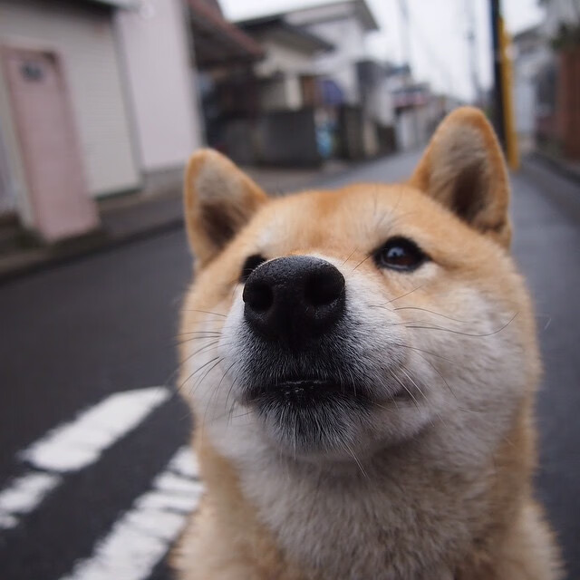 西班牙女队未来潜力巨大，西班牙女篮实力如何