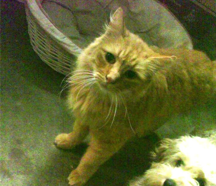 配速曲线变化趋势及其意义，配速公式