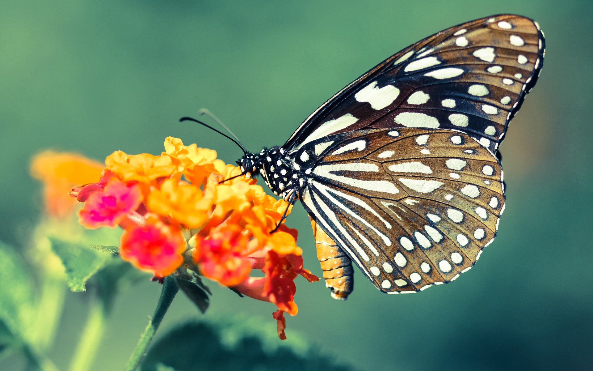 亚洲杯中国足球战败 球迷呼吁系统改革，足球亚洲杯中国队怎么样