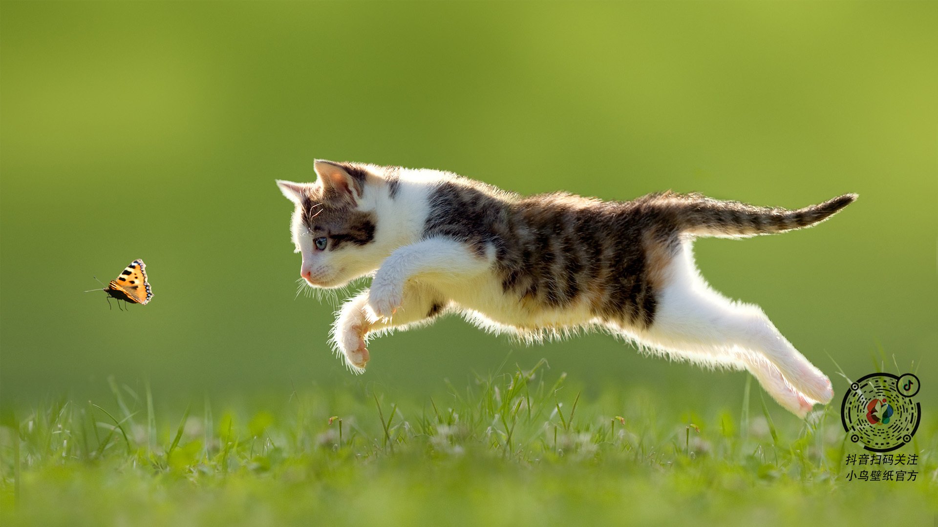 加拿大队赛制透视：如何在赛制中实现战术与技术的完美结合，加拿大队阵容