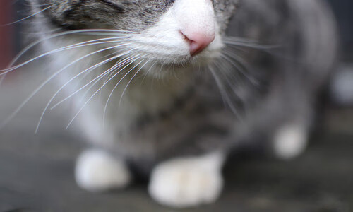 世界杯畅快竞技：精彩不断，永远精彩！，世界杯精彩比赛